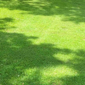 yard care by J&H Landscaping reviewed on August 17, 2025