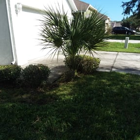 Bush Trimming by Elevated Landscaping Company reviewed on August 21, 2025