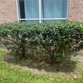 Bush Trimming by Trash Cupid Rental reviewed on August 18, 2025