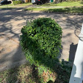 Bush Trimming by Forever Green FG LLC reviewed on April 29, 2026