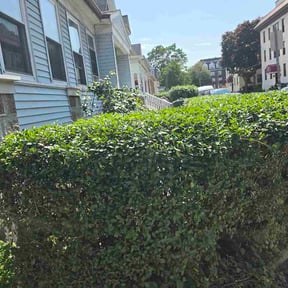 Bush Trimming by Elaine Lawncare reviewed on July 26, 2026