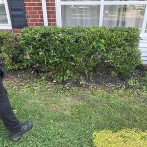 Bush Trimming by YCF Services reviewed on August 16, 2025