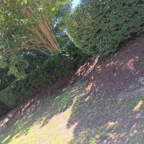 Bush Trimming by All About Grass reviewed on June 30, 2026