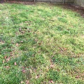 Leaf Removal by CLIFFS Lawn &amp; More reviewed on September 14, 2025