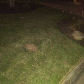 Leaf Removal by Green Design Team reviewed on September 22, 2025