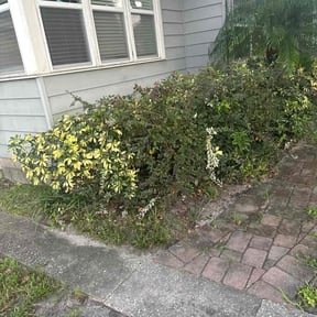 Bush Trimming by Juniors mow and go reviewed on August 20, 2025