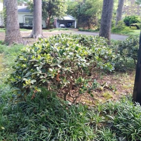 Bush Trimming by Emerson mowing reviewed on August 19, 2025