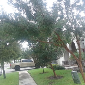 Bush Trimming by Grasshopper Landscaping reviewed on August 16, 2025