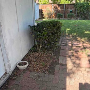 Bush Trimming by jadeandarmani reviewed on August 15, 2025