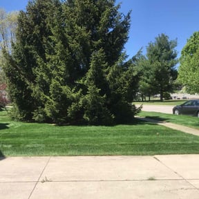 landscape maintenance by Trust Lawn Care services reviewed on August 20, 2025