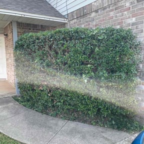 Bush Trimming by HopeScape reviewed on August 20, 2025