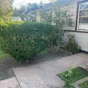 Bush Trimming by Vera Lawns reviewed on January 7, 2026