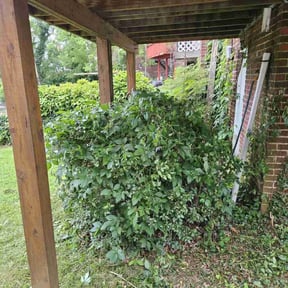Bush Trimming by Scott Basinger lawn care reviewed on August 19, 2025