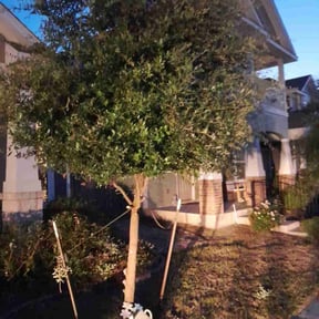 Bush Trimming by Randall Bros . Llc reviewed on August 17, 2025
