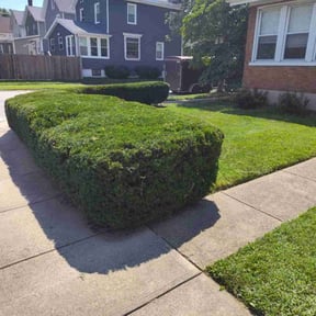 Bush Trimming by Flores Landscaping reviewed on January 4, 2026
