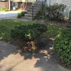 Bush Trimming by Myles And Son’s reviewed on August 19, 2025