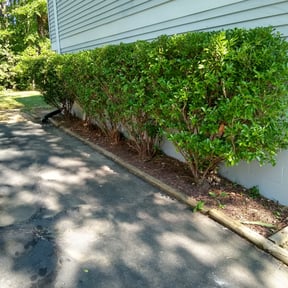 Bush Trimming by Lawn Pro grounds management reviewed on August 15, 2025