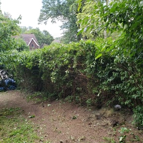Bush Trimming by RW 's Home & Buisness Solutions reviewed on August 18, 2025