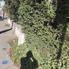 Bush Trimming by S.E. Ashton Lawncare reviewed on October 30, 2024