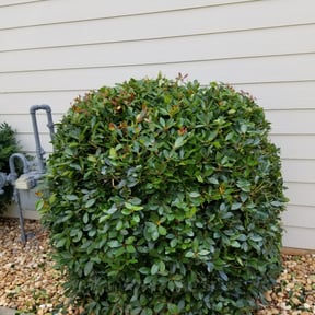 Bush Trimming by Perry Family Maintenance LLC reviewed on August 15, 2025