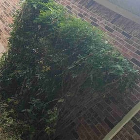 Bush Trimming by Carlos One Stop Landscaping reviewed on November 4, 2025