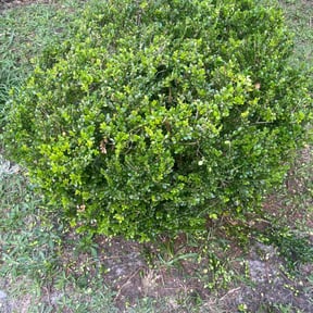 Bush Trimming by Verns Lawncare LLC reviewed on August 17, 2025