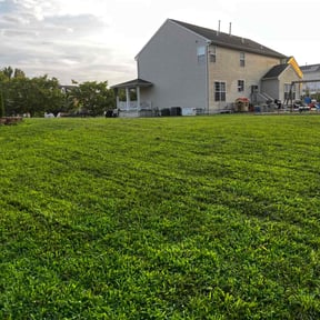 Long Grass Cleanup by TruGreen LawnCare reviewed on July 18, 2025