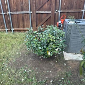 Bush Trimming by Kountry Bros Landscaping  reviewed on November 21, 2025