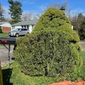 Bush Trimming by CJ lawnscapes reviewed on August 20, 2025
