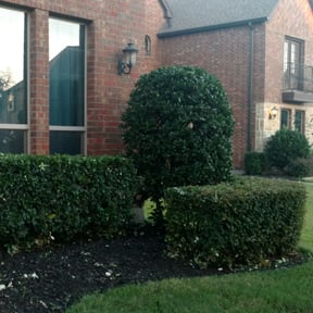Bush Trimming by Rootech landscaping reviewed on August 17, 2025