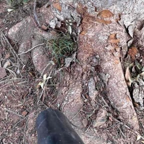 Flower Bed Weeding by Brisco Property Management reviewed on November 20, 2025