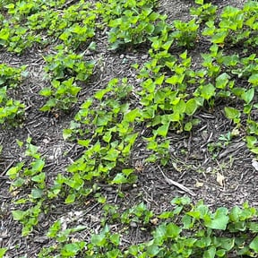 Flower Bed Weeding by Jus Biznizz Landscaping LLC reviewed on June 7, 2026