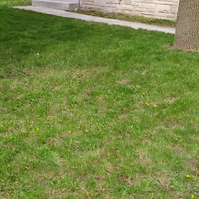 Leaf Removal by B&O lawn care reviewed on August 20, 2025