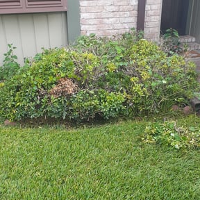 Bush Trimming by Green And Clean Lawn and Pressure Washing Service reviewed on August 17, 2025