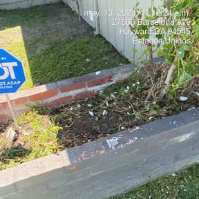 Bush Trimming by New Horizon Landscapes LLC reviewed on August 19, 2025