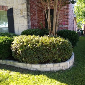 Bush Trimming by Northeast Yardworx reviewed on August 21, 2025