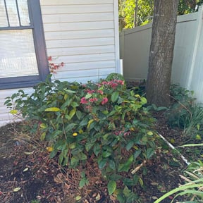 Bush Trimming by Green Acre's reviewed on April 8, 2022