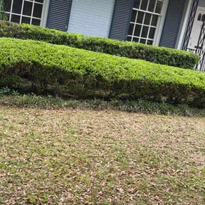 Bush Trimming by Custom Cuts reviewed on July 9, 2026