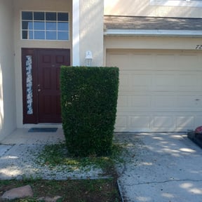 Bush Trimming by TARLY & SONS LAWNCARE reviewed on August 15, 2025