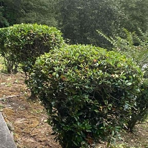 Bush Trimming by Demetrieus Bennett reviewed on August 18, 2025
