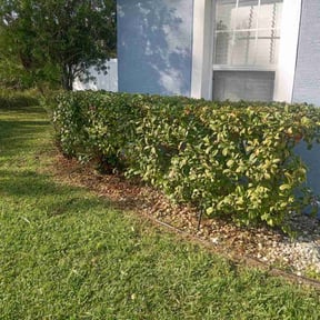 Bush Trimming by Torres Lawn Care reviewed on August 18, 2025