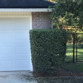 Bush Trimming by Just us landscaping LLC reviewed on August 18, 2025