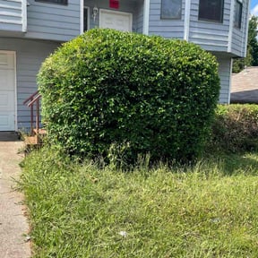 Bush Trimming by New look lawn care reviewed on August 17, 2025