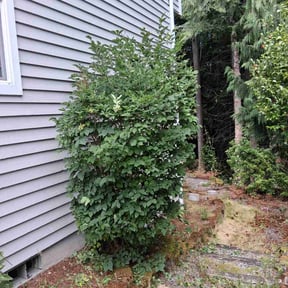 Bush Trimming by Shorty's Lawn Services reviewed on August 17, 2025