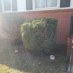 Bush Trimming by Raincrow Landscape and Mowing reviewed on November 19, 2025