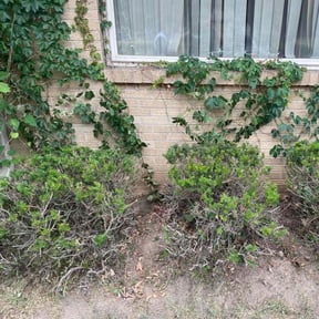 Bush Trimming by Blessed Lawn Care Services & Odd Jobs reviewed on August 19, 2025