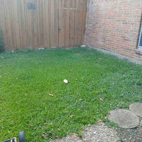 turf maintenance by Tammy Becker Pool and Lawn Care reviewed on February 8, 2024