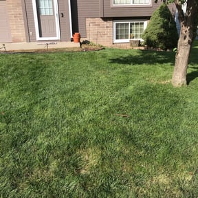 Bush Trimming by The Whole Nine Yards reviewed on August 18, 2025