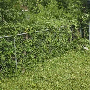 Bush Trimming by J & B lawncare reviewed on August 20, 2025