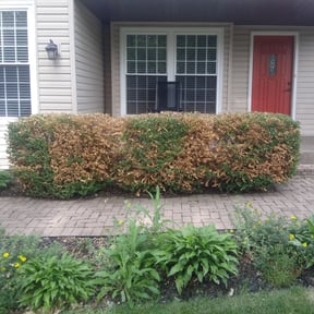 Bush Trimming by Top Notch Lawn Care& MAINTENCE reviewed on August 21, 2025